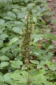 Epipactis helleborine - Michigan Flora