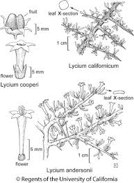 Lycium cooperi