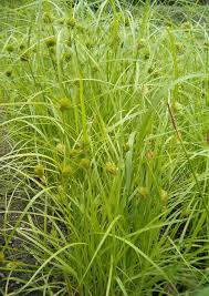 Carex bohemica - Wikipedia