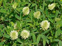 Trifolium pannonicum - Wikipedia
