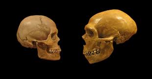 What ancient DNA tells us about humans and Neanderthals - The ...
