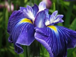 Image result for iris flowers