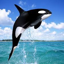 Image result for killer whales