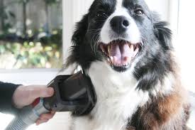 Image result for dogs with dyson vacuum