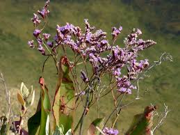 Limonium vulgare subsp. serotinum - (Rchb.) Gams