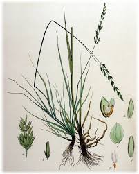 File:Puccinellia fasciculata (as Glyceria borreri) Flora Batava v16.jpg ...