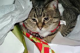 Image result for cats in christmas gifts