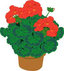 Image result for plants clipart