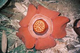 Rafflesiaceae - Wikipedia