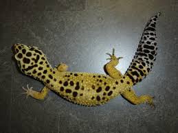 Le Gecko léopard / Les phases Images?q=tbn:ANd9GcQr1fqjdsRKOx3weykm2bti7f8o2LlpjHWuoQCf6pgz7UVaGakZ