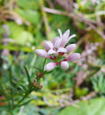 Asperula cynanchica - Wikipedia
