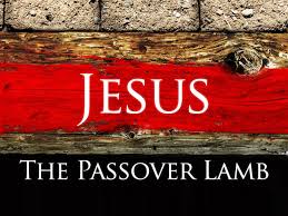 Image result for passover lamb yeshua