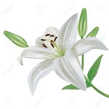 Image result for free clipart lily