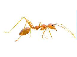 Résultats de recherche d'images pour « fourmis pharaon photo »