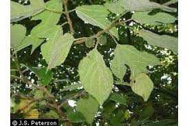 Plants Profile for Broussonetia papyrifera (paper mulberry)