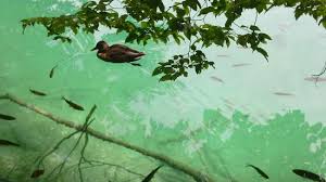Image result for flora and fauna in plitvice national park