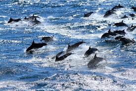 Image result for DOLPHINS