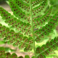 Dryopteris cristata (crested wood fern): Go Botany