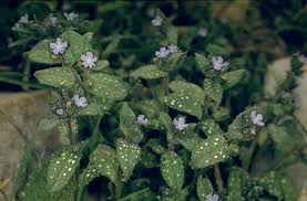 Nonea obtusifolia | Plants of the World Online | Kew Science