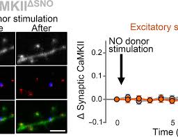 Age-related decline in memory and synaptic plasticity in mice linked to reduced nitrosylation of CaMKII - 1