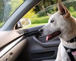 Get pet used to car tip for traveling with pet in a hotel