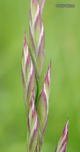Festuca arundinacea Calflora