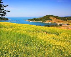 전남 청산도 서편제 촬영지 유채꽃밭 풍경, AI로 생성