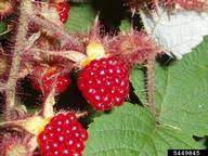 wine raspberry: Rubus phoenicolasius (Rosales: Rosaceae ...