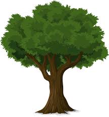 Image result for tree