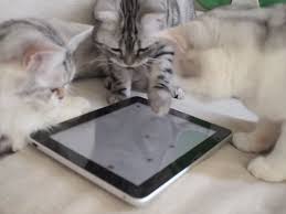 Image result for cats playing with tablets
