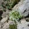 Saponaria Species, Daisy-Leaved Soapwort, Spoonleaf Soapwort ...