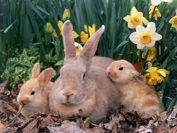 Resultado de imagen para conejos