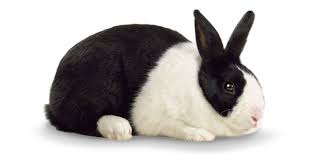 Image result for Rabbits