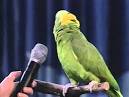 Pictures of 2 parrots talking and singing parrots <?=substr(md5('https://encrypted-tbn3.gstatic.com/images?q=tbn:ANd9GcQumlbH0pdI9ROPxyaT19Xf3qMvUytgp1yWhytat4SQNN0j8x9jVWQlSs0'), 0, 7); ?>