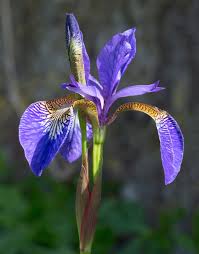 Iris (plant) - Wikipedia