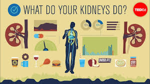 How do your kidneys work? - Emma Bryce - YouTube
