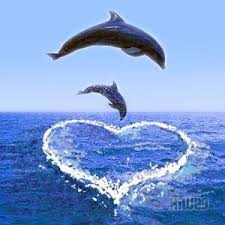 Résultat de recherche d'images pour "photo de dauphins"