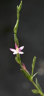Centaurium spicatum (L.) Fritsch | Flora of Israel Online