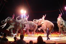 Image result for circus
