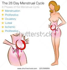 Image result for menstrual period