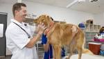 Valley fever storm brewing for Ahwatukee dogs