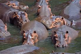 Image result for hippo, cows, buffalo