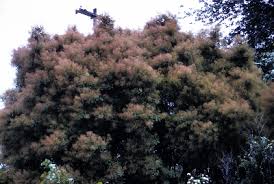 Cotinus coggygria - Michigan Flora