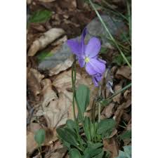 Viola nebrodensis C. Presl | Anthosart