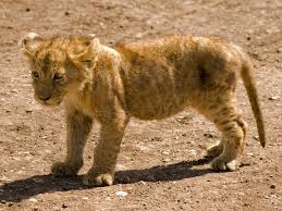 Image result for lion cub pictures