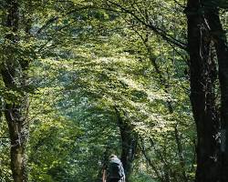 Image of mother and child walking handinhand through a sundappled forest