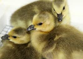 Image result for three goslings