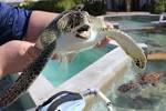 Image result for turtle farm