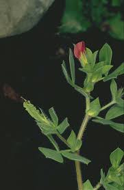 Lotus tetragonolobus L. | Plants of the World Online | Kew Science