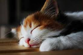 「猫の寝る画像」の画像検索結果